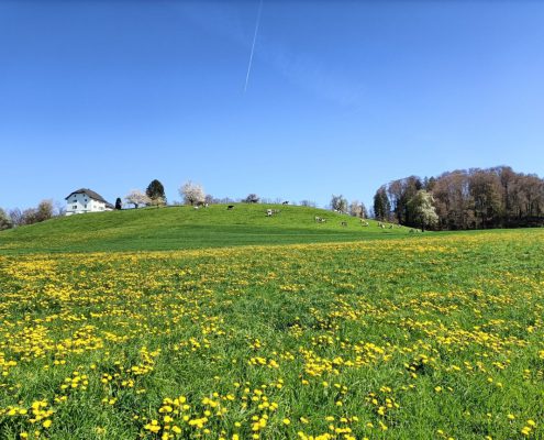 Brueggliweg (5)